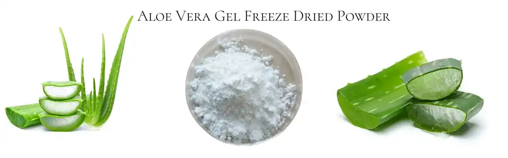 Aloe vera freeze-dried powder supplier Yangge Biotech Aloe vera freeze-dried powder supplier Yangge Biotech
