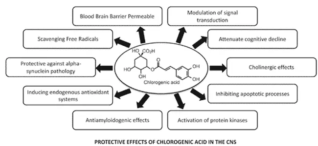chlorogenic acid benefits chlorogenic acid benefits