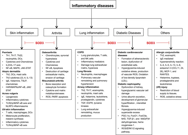 Superoxide Dismutase Superoxide Dismutase