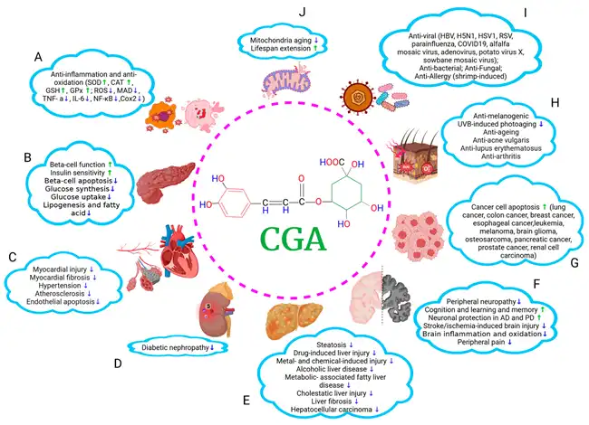 Chlorogenic Acid benefits Chlorogenic Acid benefits