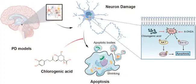 The Neuroprotective Properties of Chlorogenic Acid The Neuroprotective Properties of Chlorogenic Acid