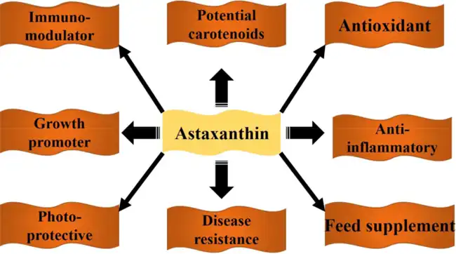 Astaxanthin benefits Astaxanthin benefits