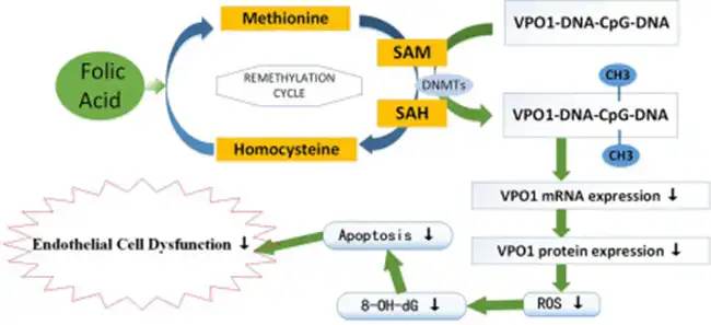 folic acid folic acid