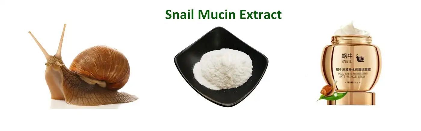 Snail Mucin Extract Snail Mucin Extract