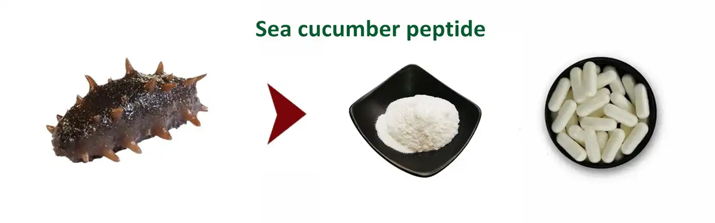 Sea cucumber peptide Powder Sea cucumber peptide Powder