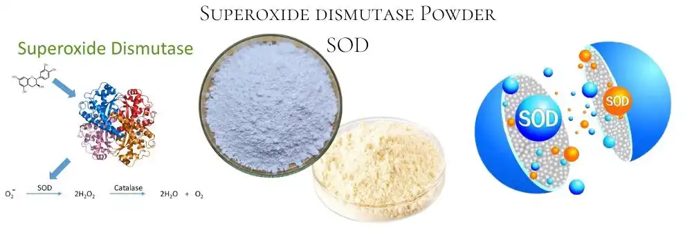 Superoxide Dismutase Superoxide Dismutase