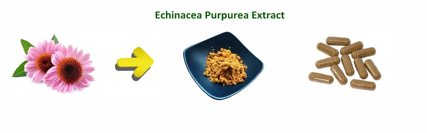 Echinacea Purpurea extract Echinacea Purpurea extract