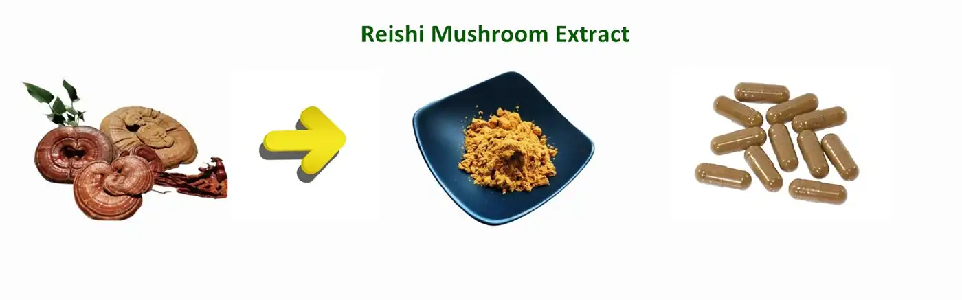 reishi mushroom extract reishi mushroom extract