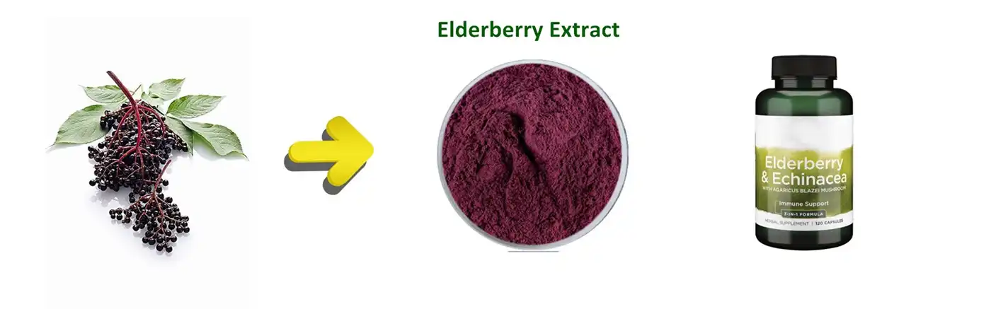 Elderberry Extract