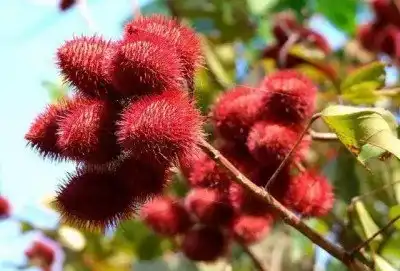 Annatto Extract