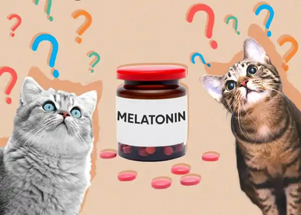 Melatonin powder for cat Melatonin powder for cat