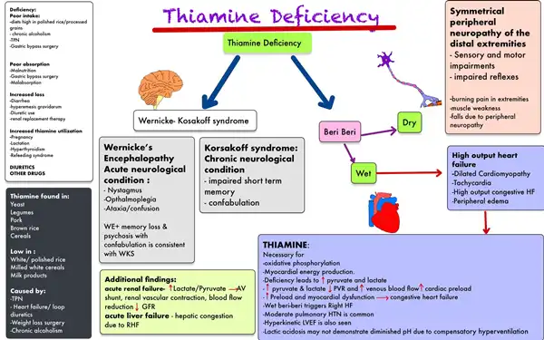 vitamin B1 Function