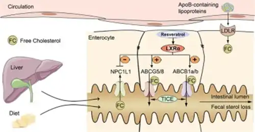resveratrol lower cholesterol