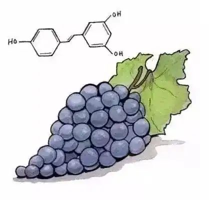 Resveratrol 