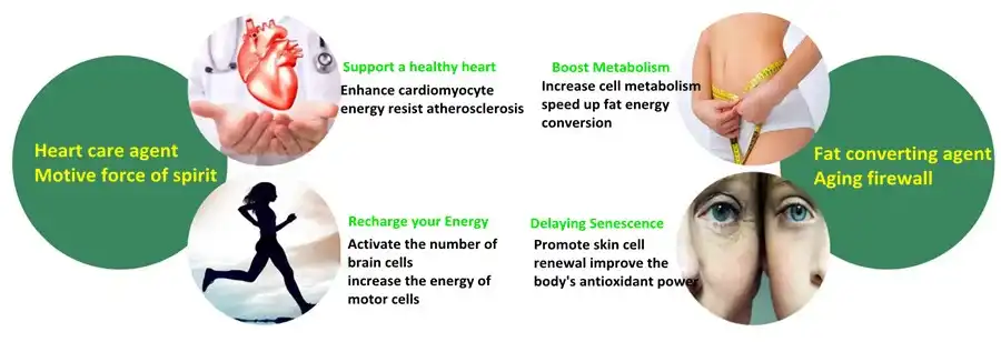 Q10 Powder benefits Q10 Powder benefits