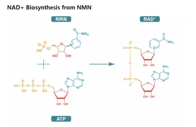 NMN capsules