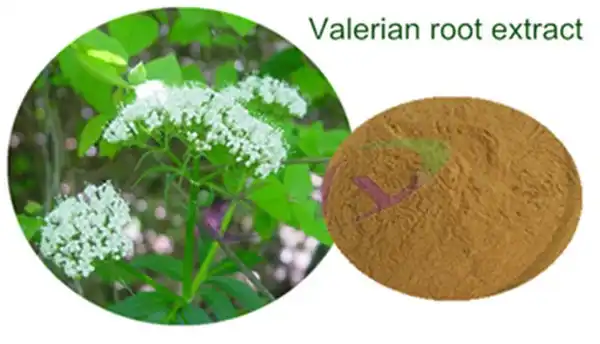 Valerian Root Extract Valerian Root Extract
