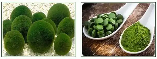 Chlorella powder