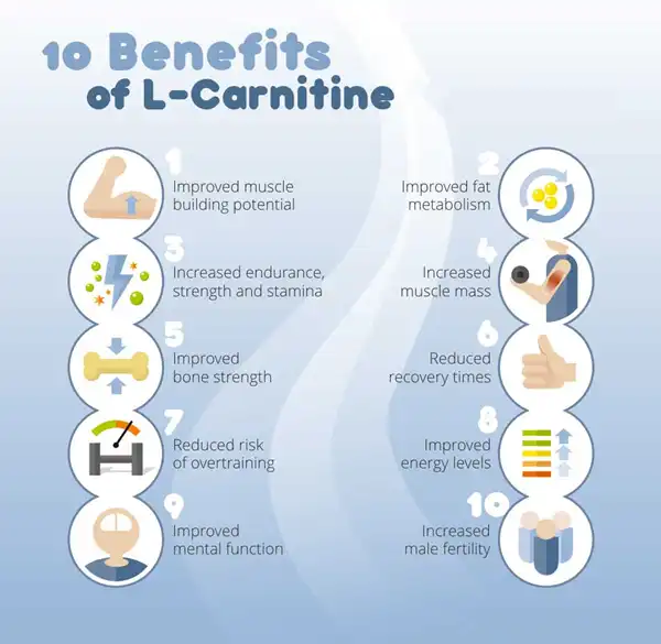 L-Carnitine benefits