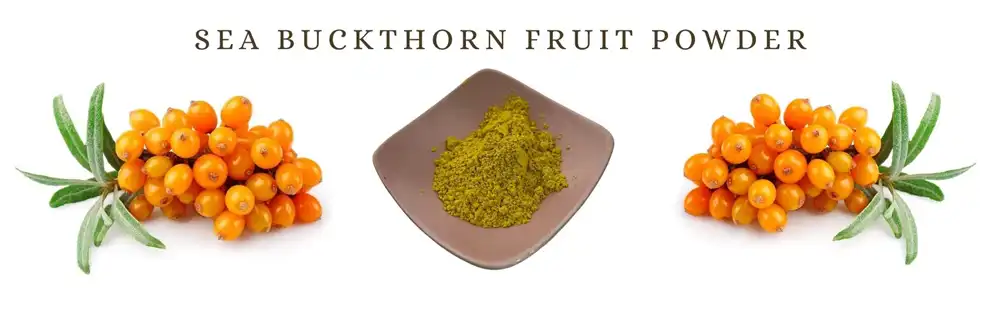 Sea buckthorn fruit powder Sea buckthorn fruit powder