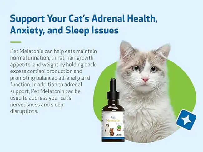 Benefits of Melatonin for Cats Benefits of Melatonin for Cats