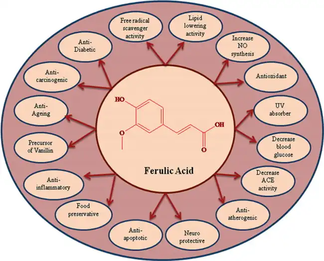 Ferulic Acid benefits Ferulic Acid benefits