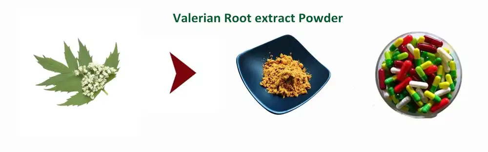 Valerian Root extract Valerian Root extract