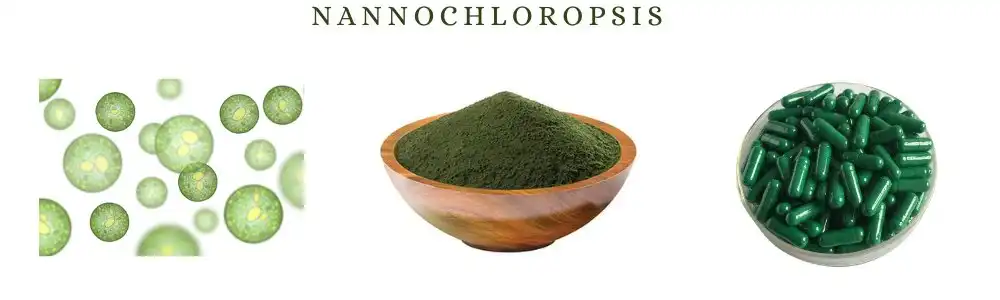 Nannochloropsis Powder Nannochloropsis Powder