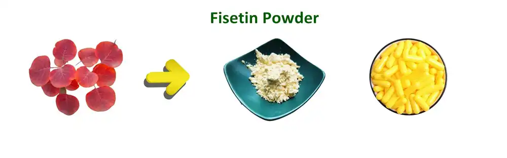 fisetin powder fisetin powder