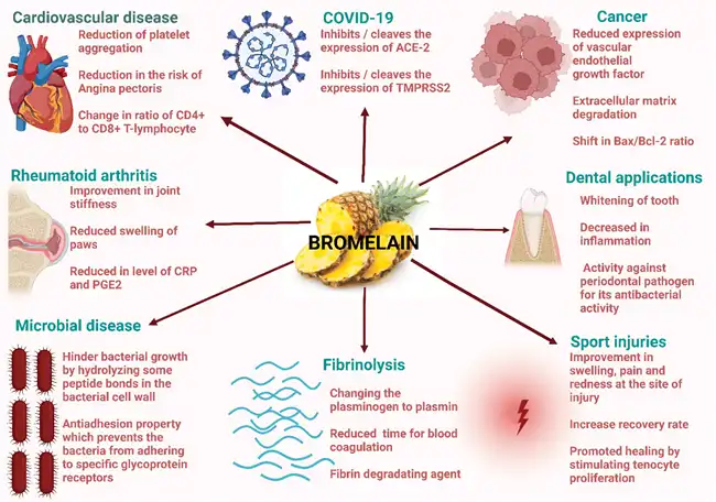 benefits of Bromelain Powder benefits of Bromelain Powder
