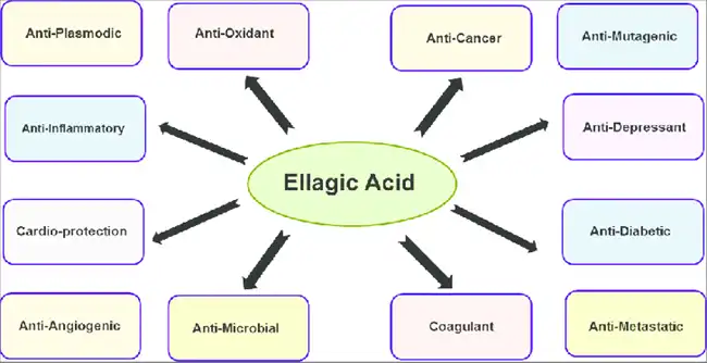 The benefits of Ellagic Acid The benefits of Ellagic Acid