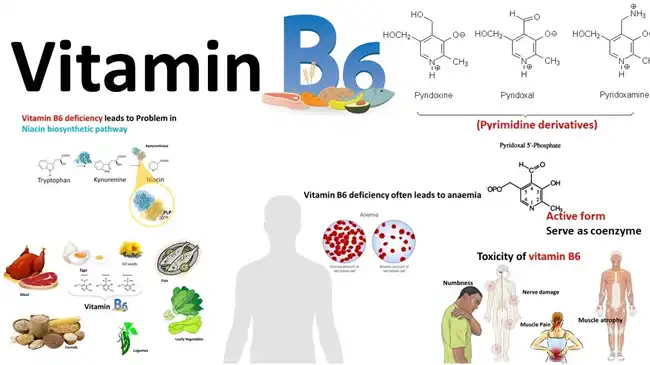 b6 vitamin b6 vitamin