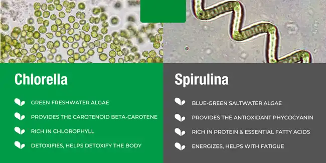 Spirulina Extract Powder Spirulina Extract Powder