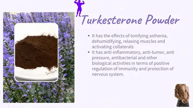 turkesterone Powder turkesterone Powder