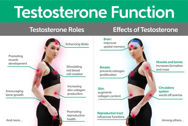 Turkesterone function Turkesterone function