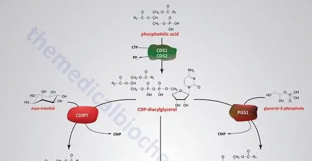 pure beta sitosterol