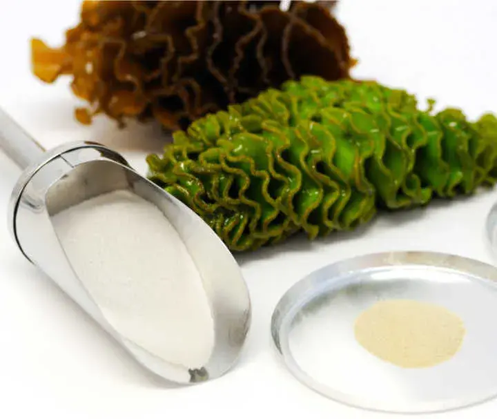 Fucoidan Powder