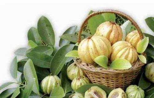 Garcinia Garcinia