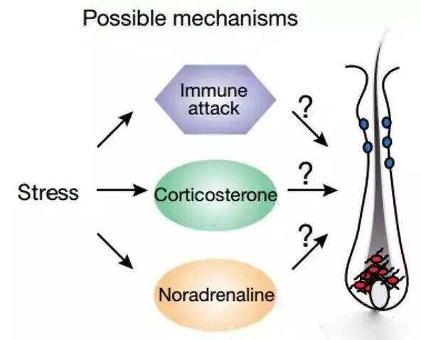 Pure beta sitosterol Pure beta sitosterol