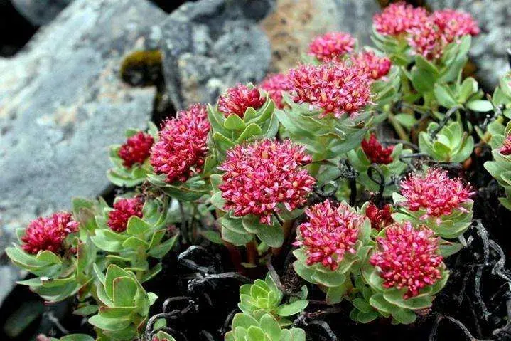 Rhodiola rosea extract powder Rhodiola rosea extract powder