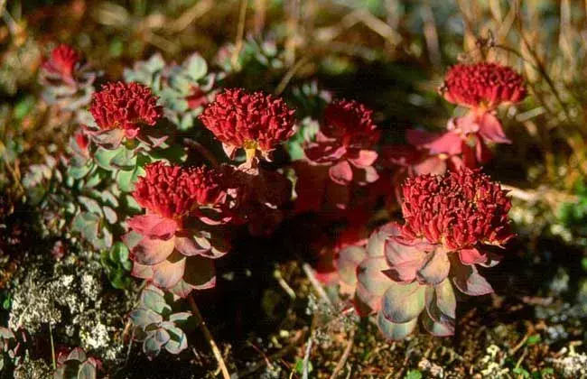 Rhodiola rosea extract powder Rhodiola rosea extract powder