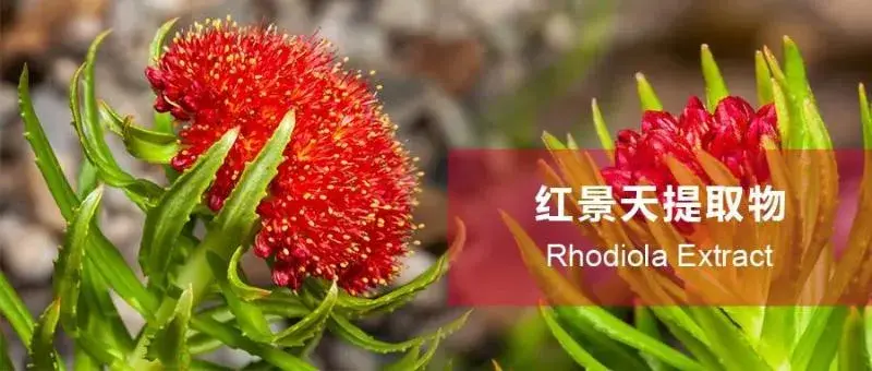 Rhodiola rosea extract powder Rhodiola rosea extract powder