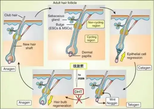 Saw palmetto extract powder,