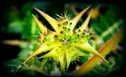 Tribulus terrestris extract powder