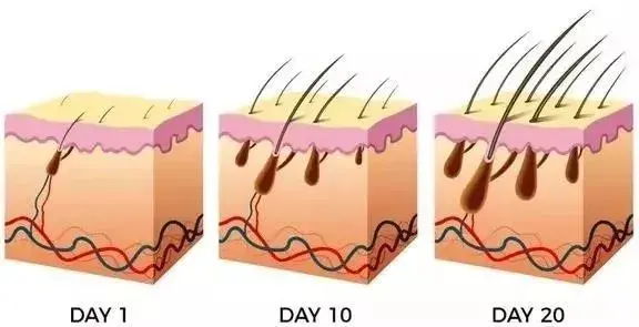 saw palmetto extract powder