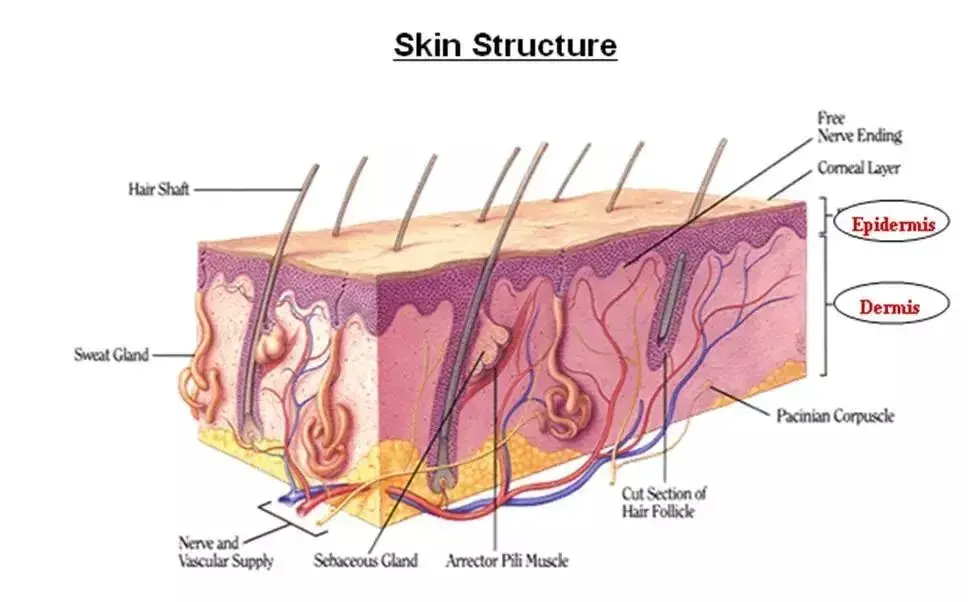Polyglutamic acid powder Polyglutamic acid powder